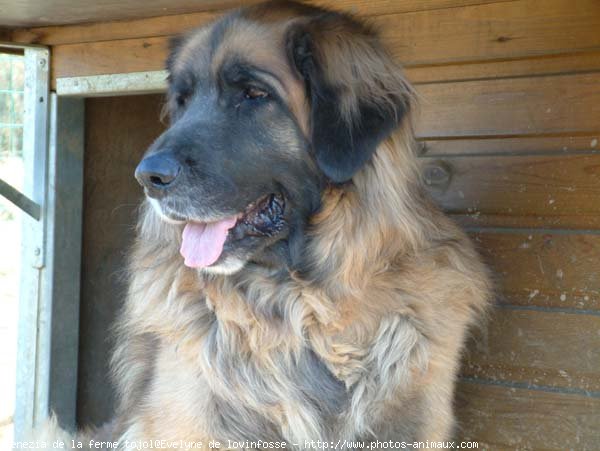 Photo de Leonberg