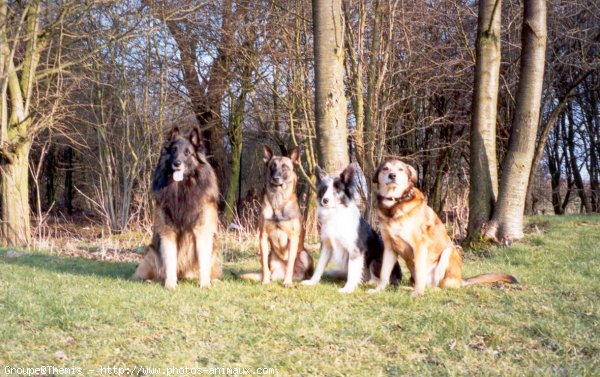 Photo de Races diffrentes