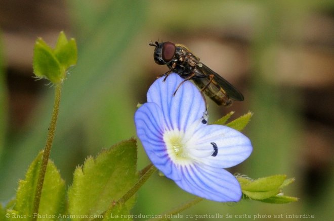 Photo de Mouche