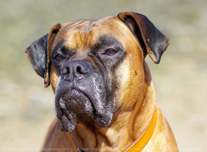 Photo de Boxer