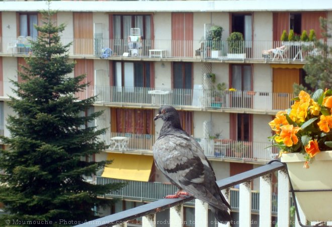 Photo de Pigeon