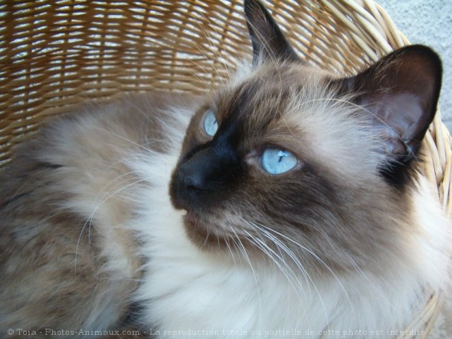 Photo de Sacr de birmanie