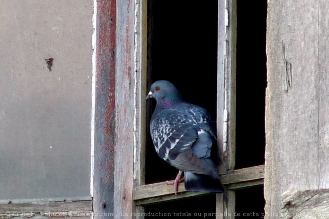 Photo de Pigeon