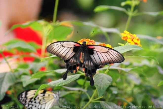 Photo de Papillon