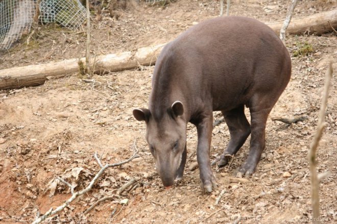 Photo de Tapir