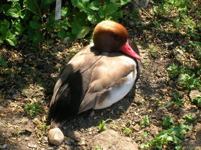 Photo de Canard nette rousse