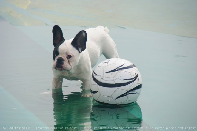 Photo de Bouledogue franais