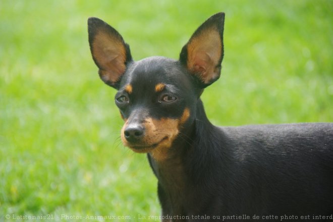 Photo de Pinscher nain