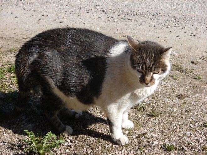 Photo de Chat domestique