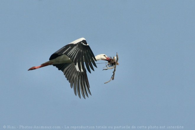 Photo de Cigogne