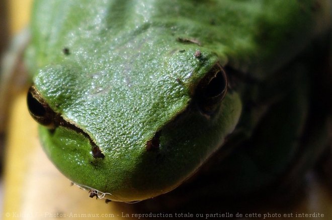 Photo de Grenouille - rainette verte