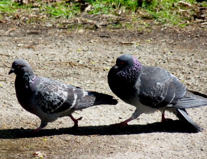 Photo de Pigeon