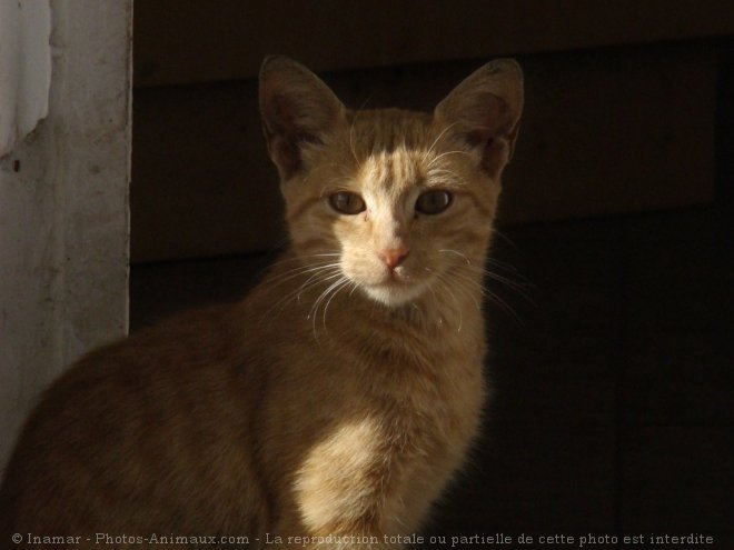 Photo de Chat domestique