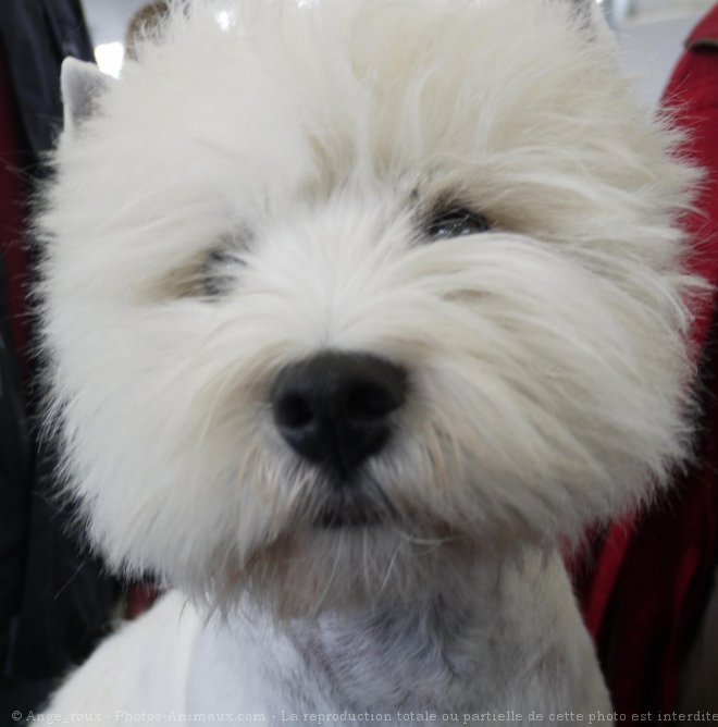 Photo de West highland white terrier