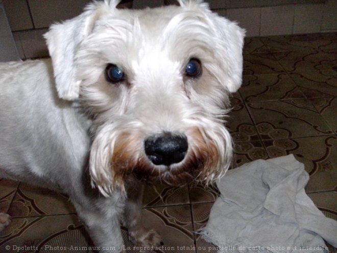 Photo de Schnauzer nain