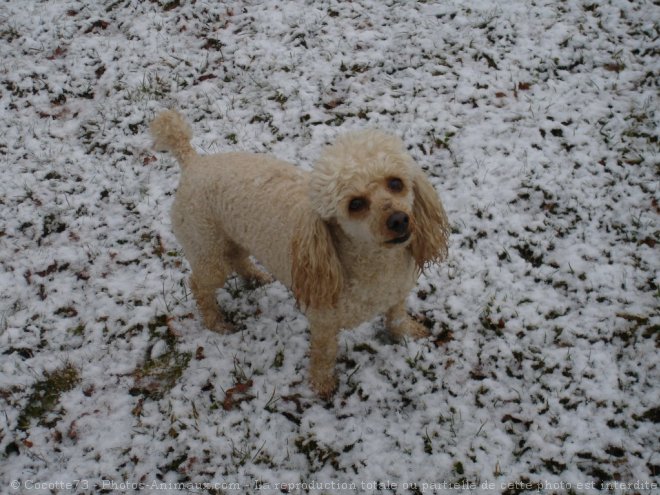 Photo de Caniche moyen