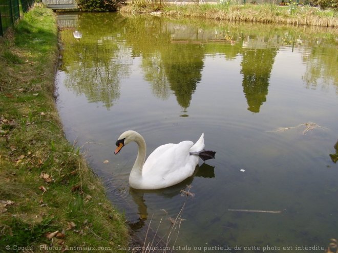 Photo de Cygne