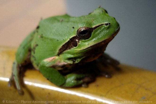 Photo de Grenouille - rainette verte