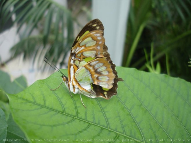 Photo de Papillon