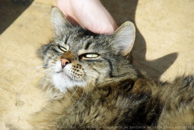 Photo de Chat domestique