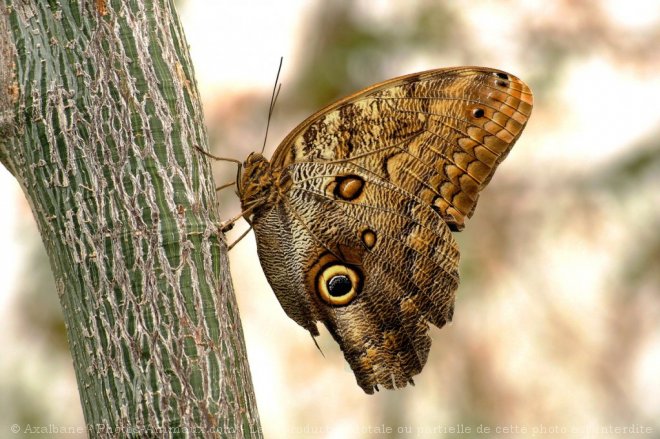 Photo de Papillon - hibou