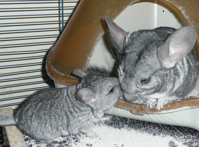 Photo de Chinchilla