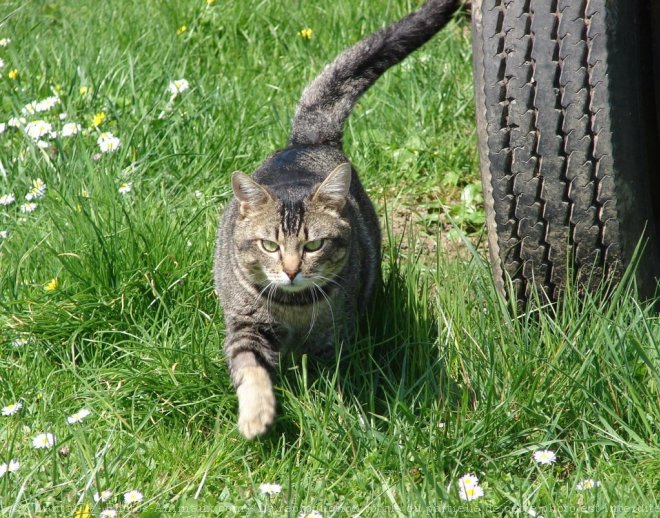 Photo de Chat domestique