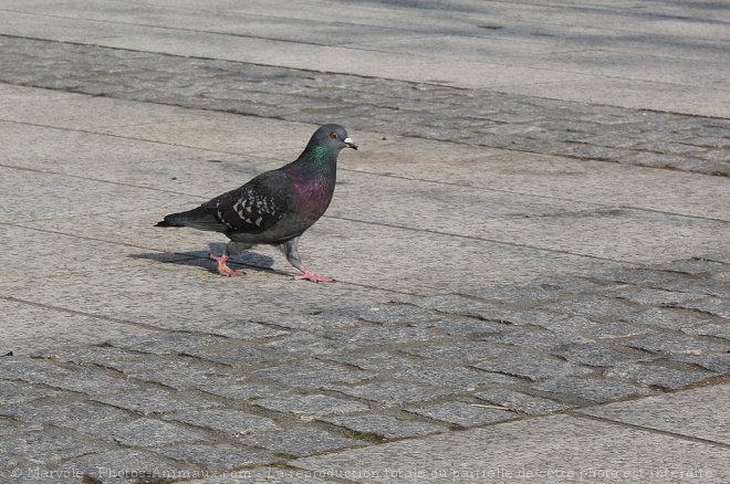 Photo de Pigeon