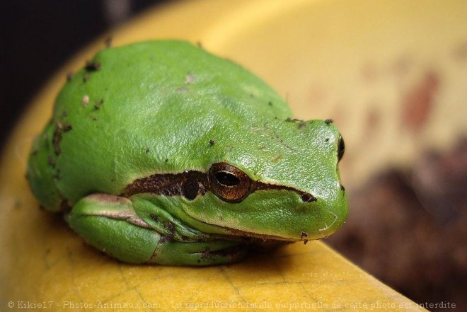 Photo de Grenouille - rainette verte