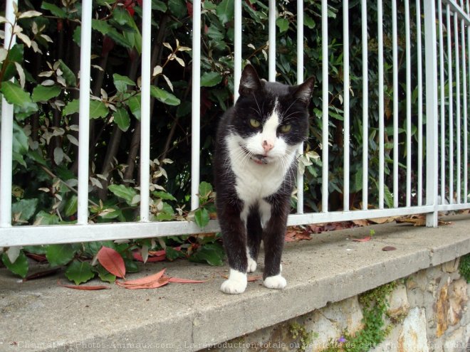 Photo de Chat domestique