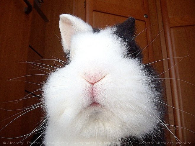 Photo de Lapin