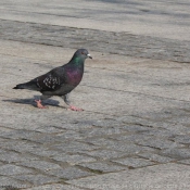 Photo de Pigeon