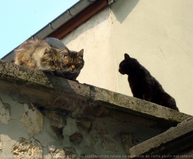 Photo de Chat domestique