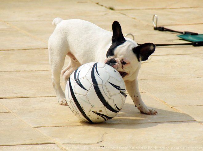 Photo de Bouledogue franais