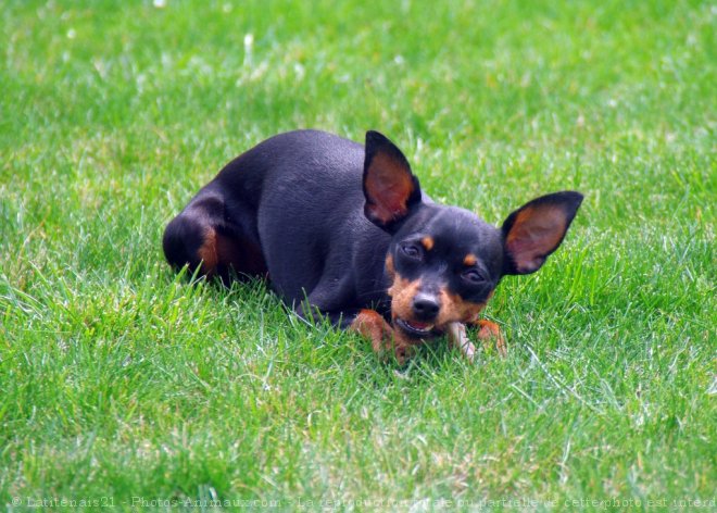 Photo de Pinscher nain