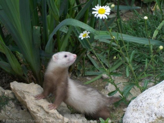 Photo de Furet