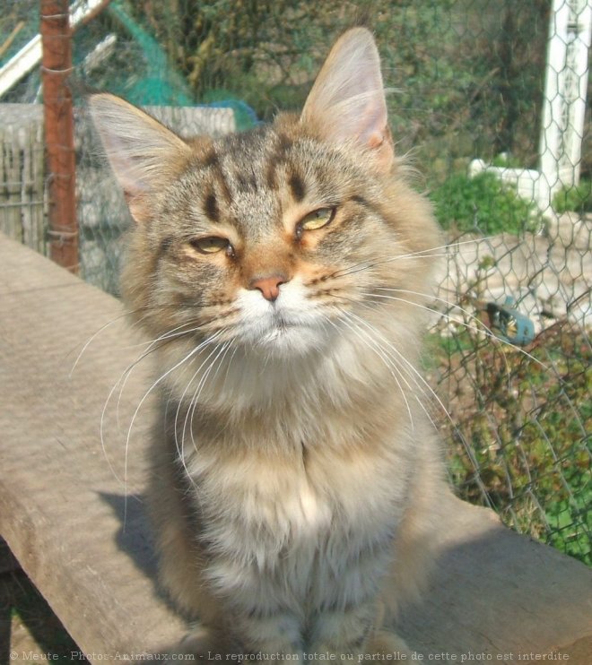 Photo de Maine coon