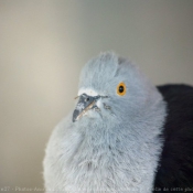 Photo de Pigeon - nouvelle-guine