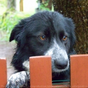 Photo de Border collie