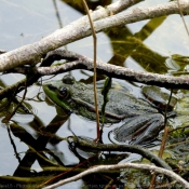 Photo de Grenouille