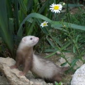 Photo de Furet