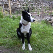 Photo de Border collie