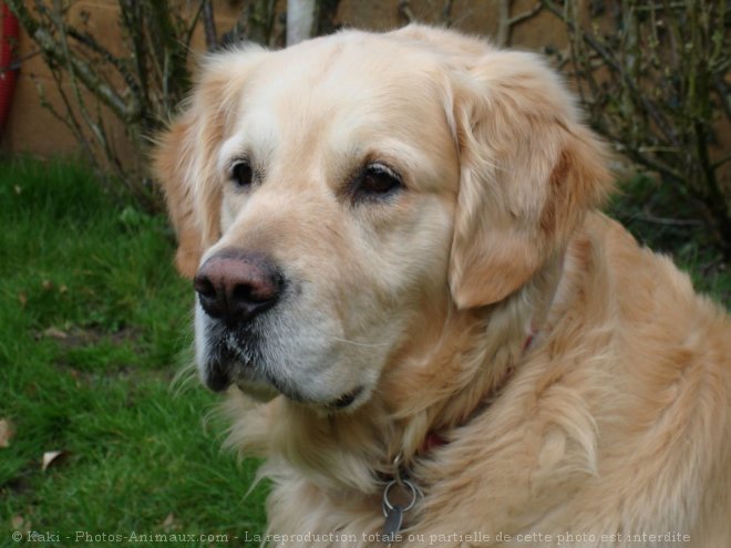 Photo de Golden retriever