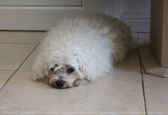 Photo de Bichon maltais