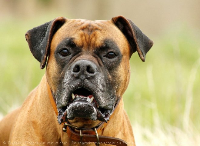 Photo de Boxer