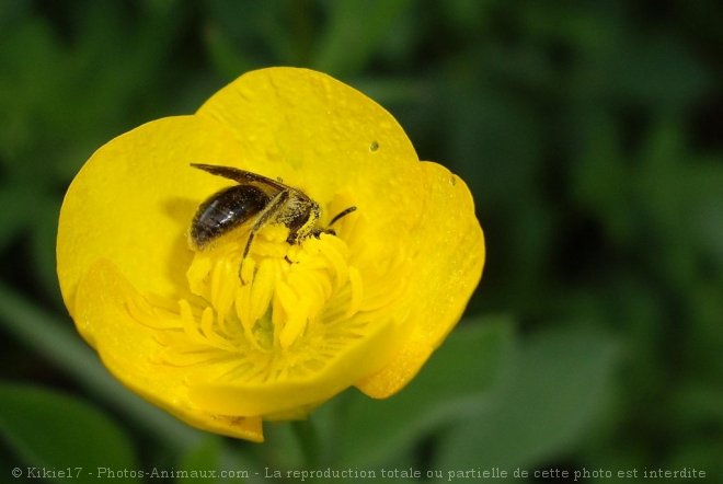 Photo d'Abeille