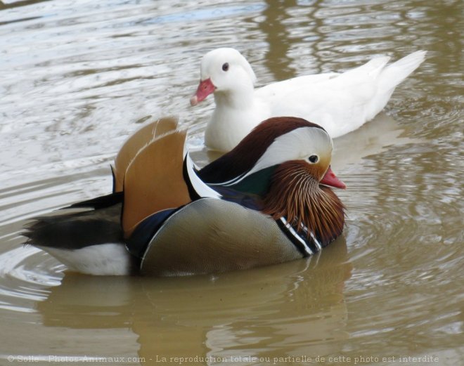 Photo de Canard mandarin