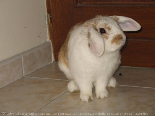 Photo de Lapin