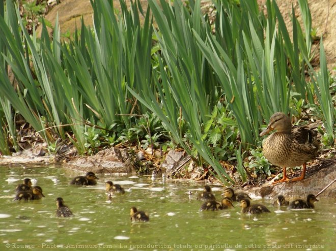 Photo de Canard colvert