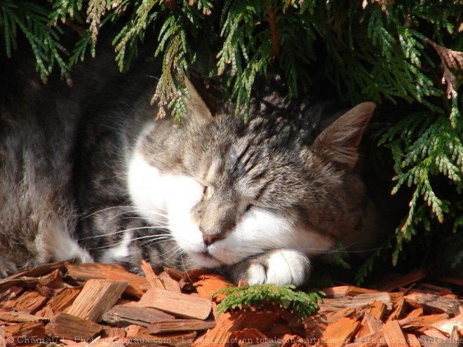 Photo de Chat domestique